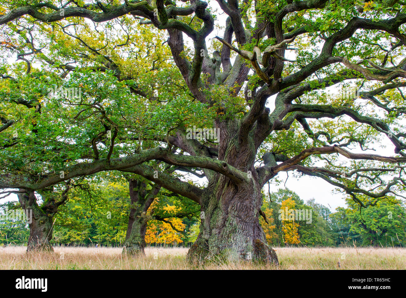 oak (Quercus spec.), old oak tree, Denmark, Klamptenborg, Copenhagen ...