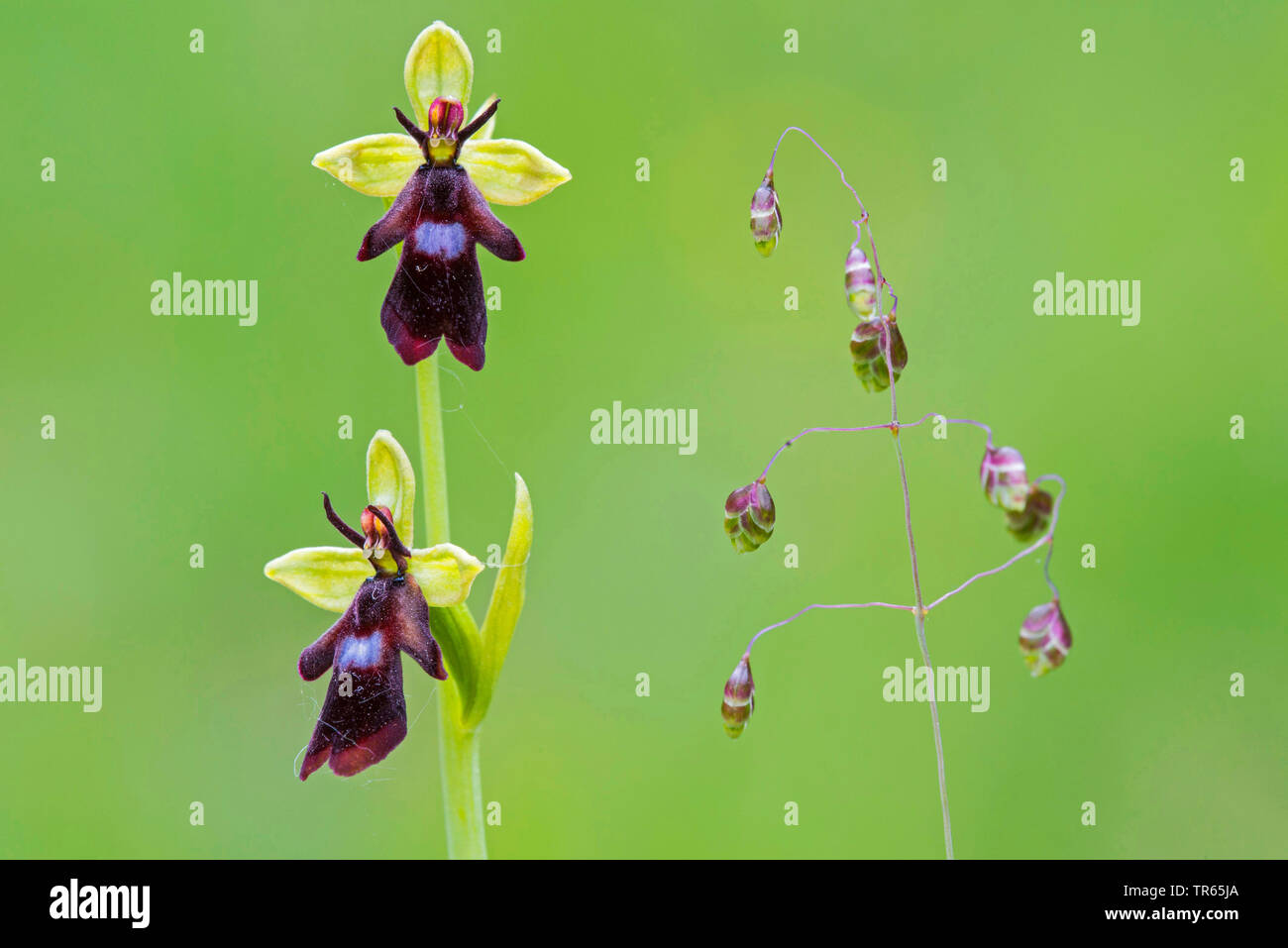 fly orchid (Ophrys insectifera), two flowers and qualing grass, Germany, Lower Saxony Stock Photo