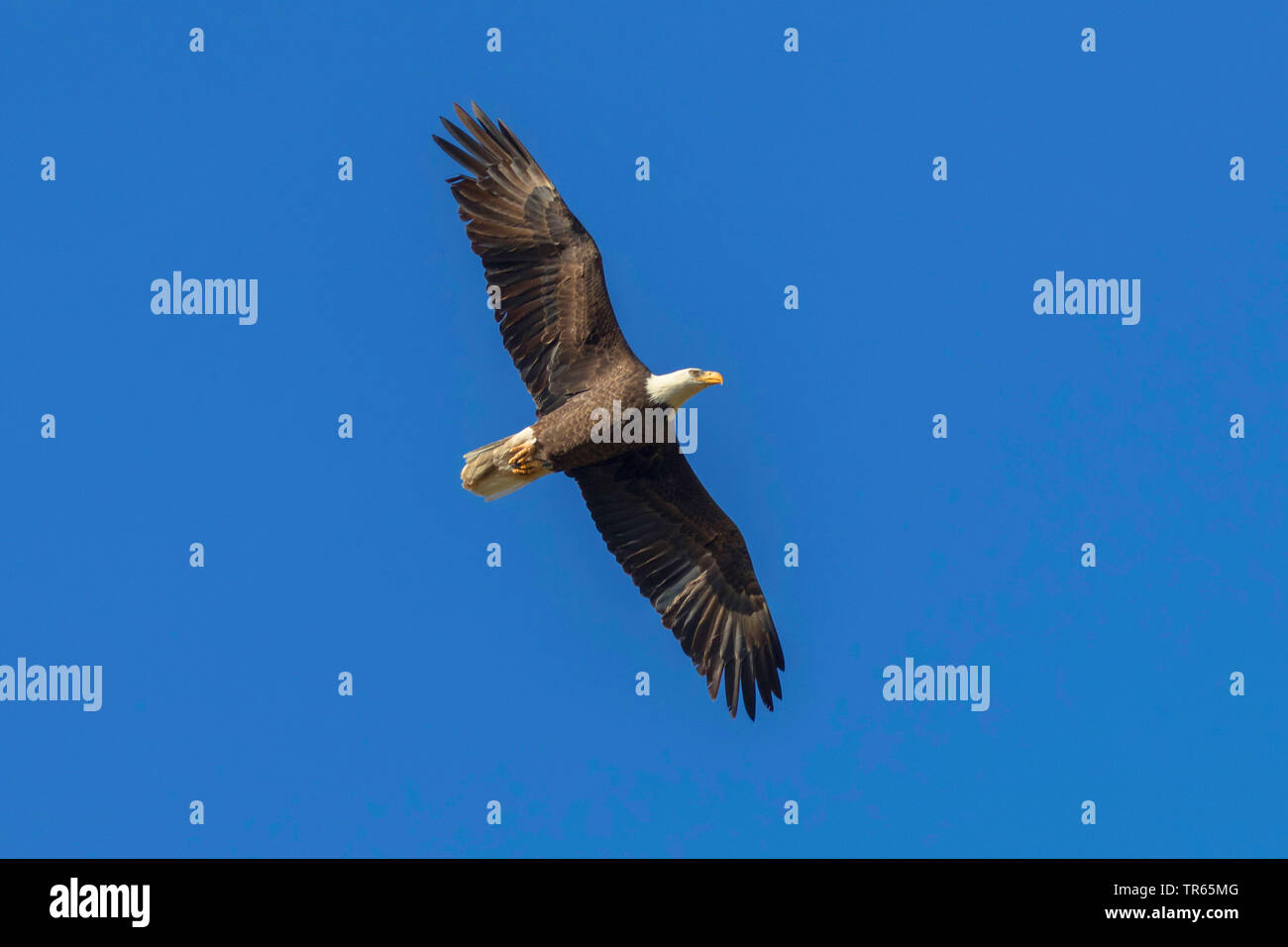 American bald eagle (Haliaeetus leucocephalus), in gliding flight in the blue sky, USA, Arizona Stock Photo