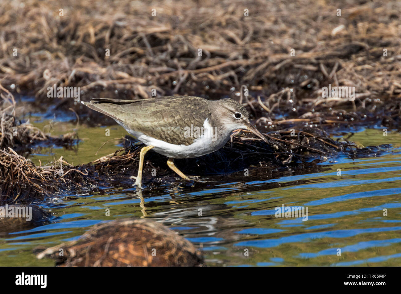 Spotted sandpiper (Actitis macularius), foraging at the riverbank, side view, USA, Arizona, Salt river, Phoenix Stock Photo