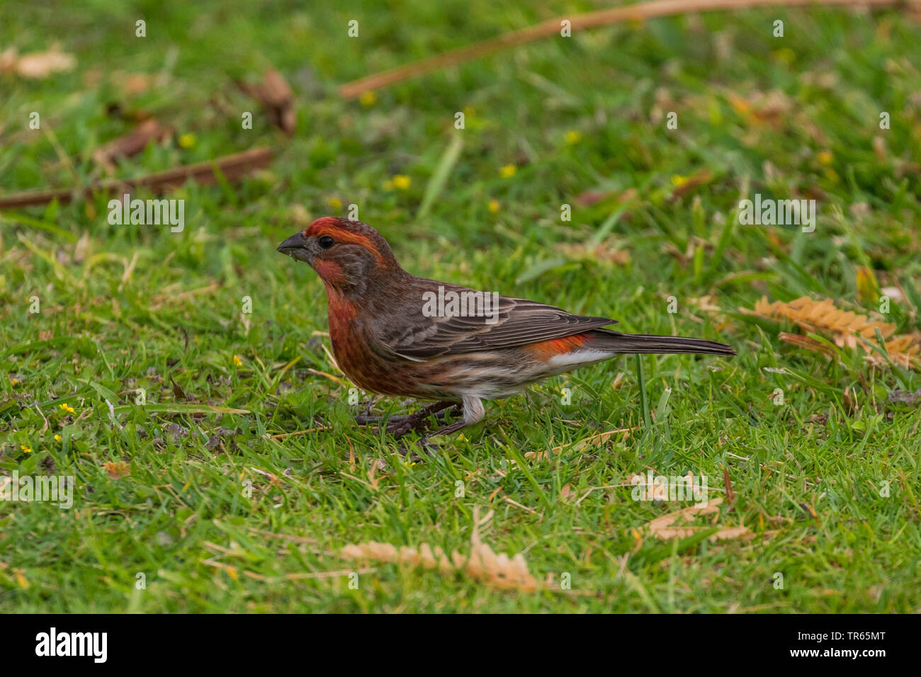 House finch (Carpodacus mexicanus), searching food in a meadow, side view, USA, Hawaii, Maui Stock Photo