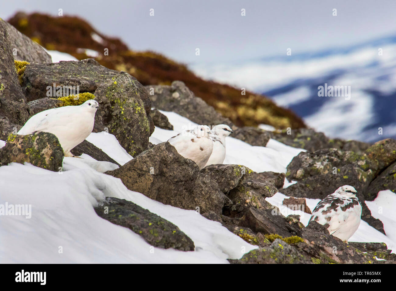 Rock ptarmigan, Snow chicken (Lagopus mutus), four rock ptarmigans sitting between rocks in the snow, United Kingdom, Scotland, Cairngorms National Park, Aviemore Stock Photo