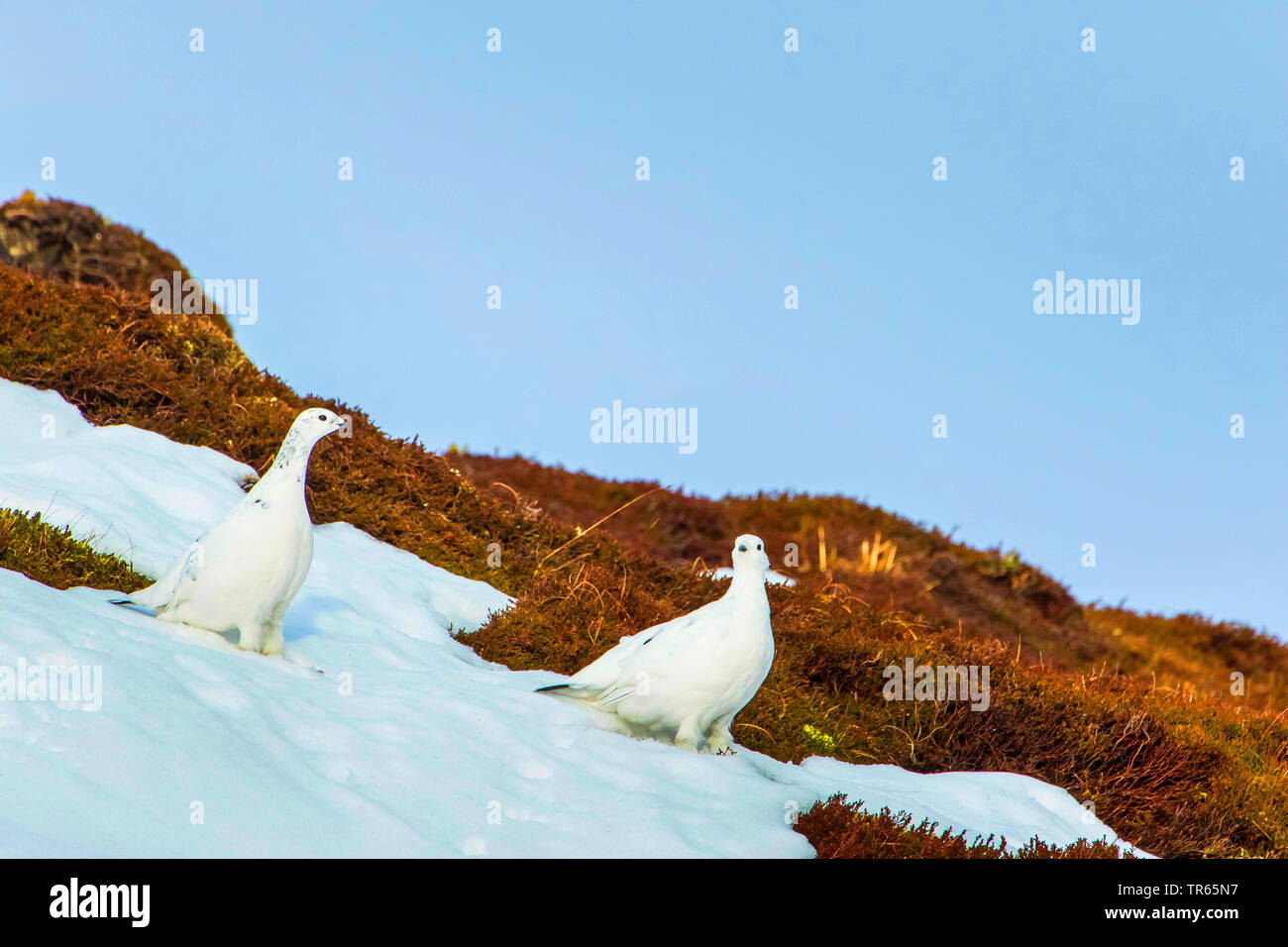 Rock ptarmigan, Snow chicken (Lagopus mutus), two rock ptarmigans standing a steeply snow field, United Kingdom, Scotland, Cairngorms National Park, Aviemore Stock Photo
