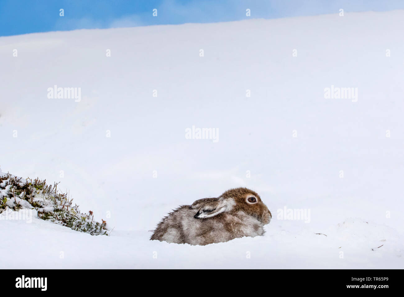 Scottish blue hare, mountain hare, white hare, Eurasian Arctic hare (Lepus timidus scotticus, Lepus scotticus), sitting in a snowy hollow, side view, United Kingdom, Scotland, Cairngorms National Park, Aviemore Stock Photo