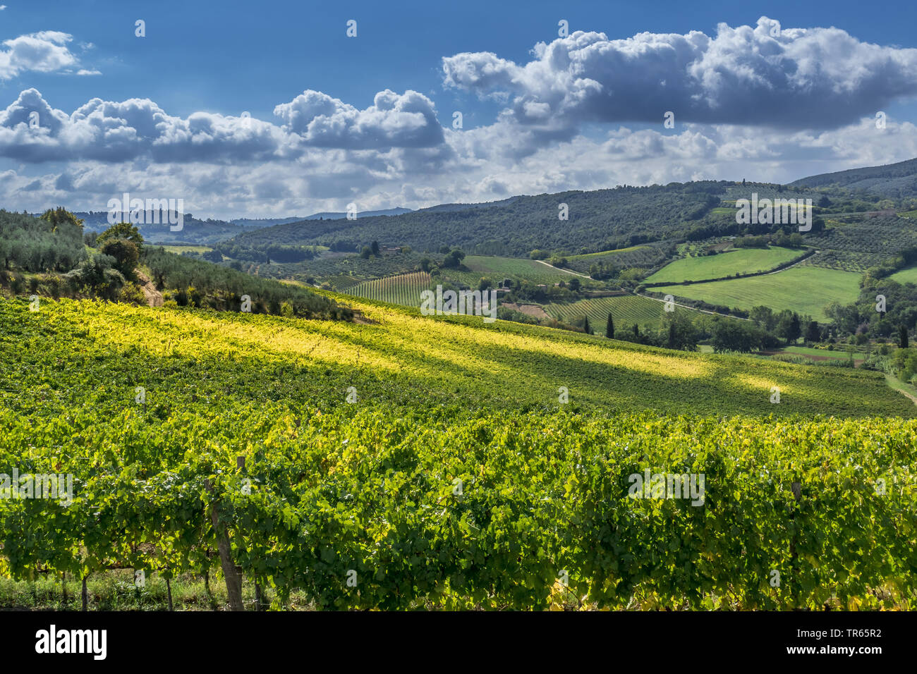 Vineyards in Tuscany, Italy, Tuscany Stock Photo