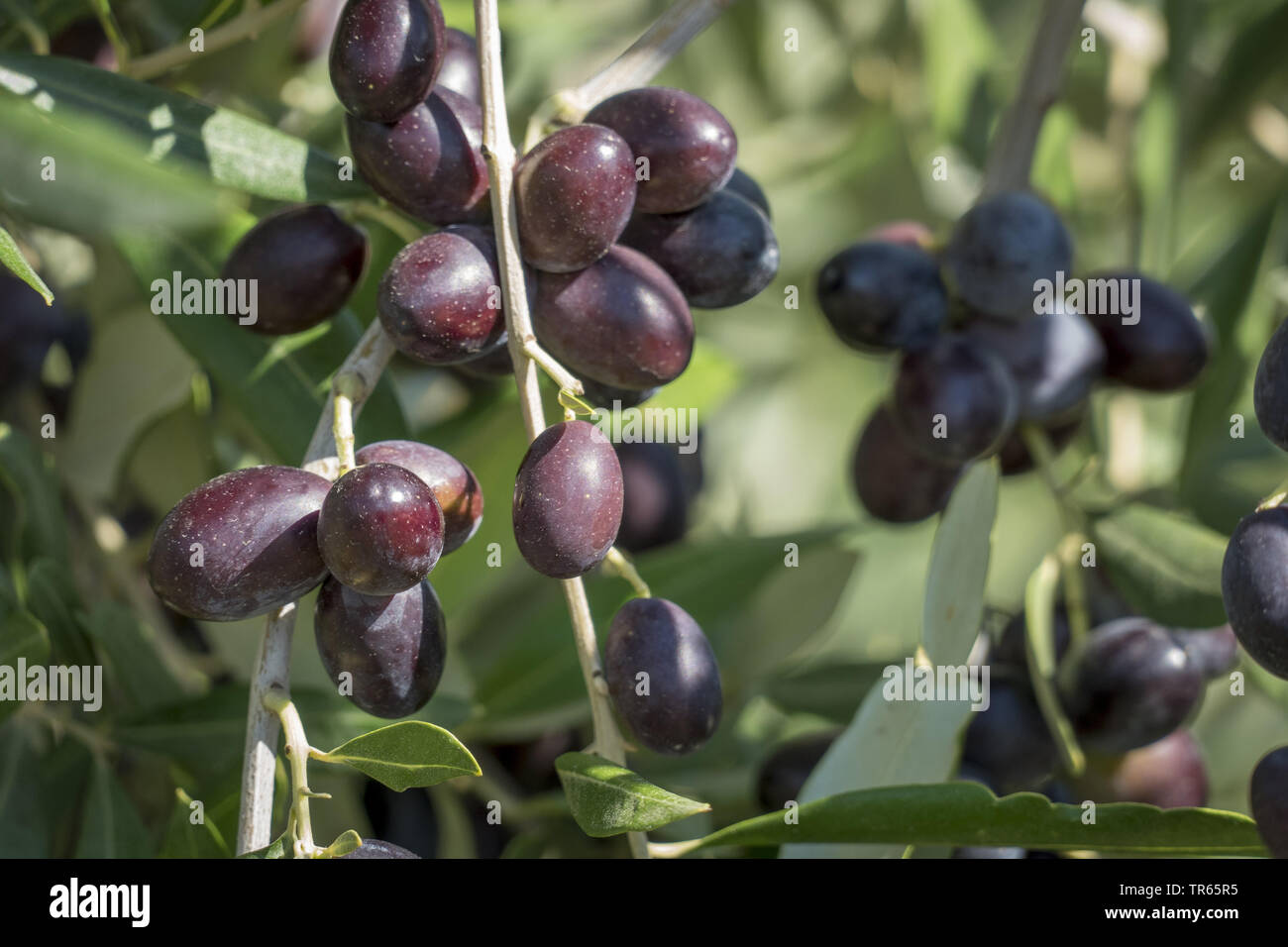 olive tree (Olea europaea ssp. sativa), black olives on a tree, Italy