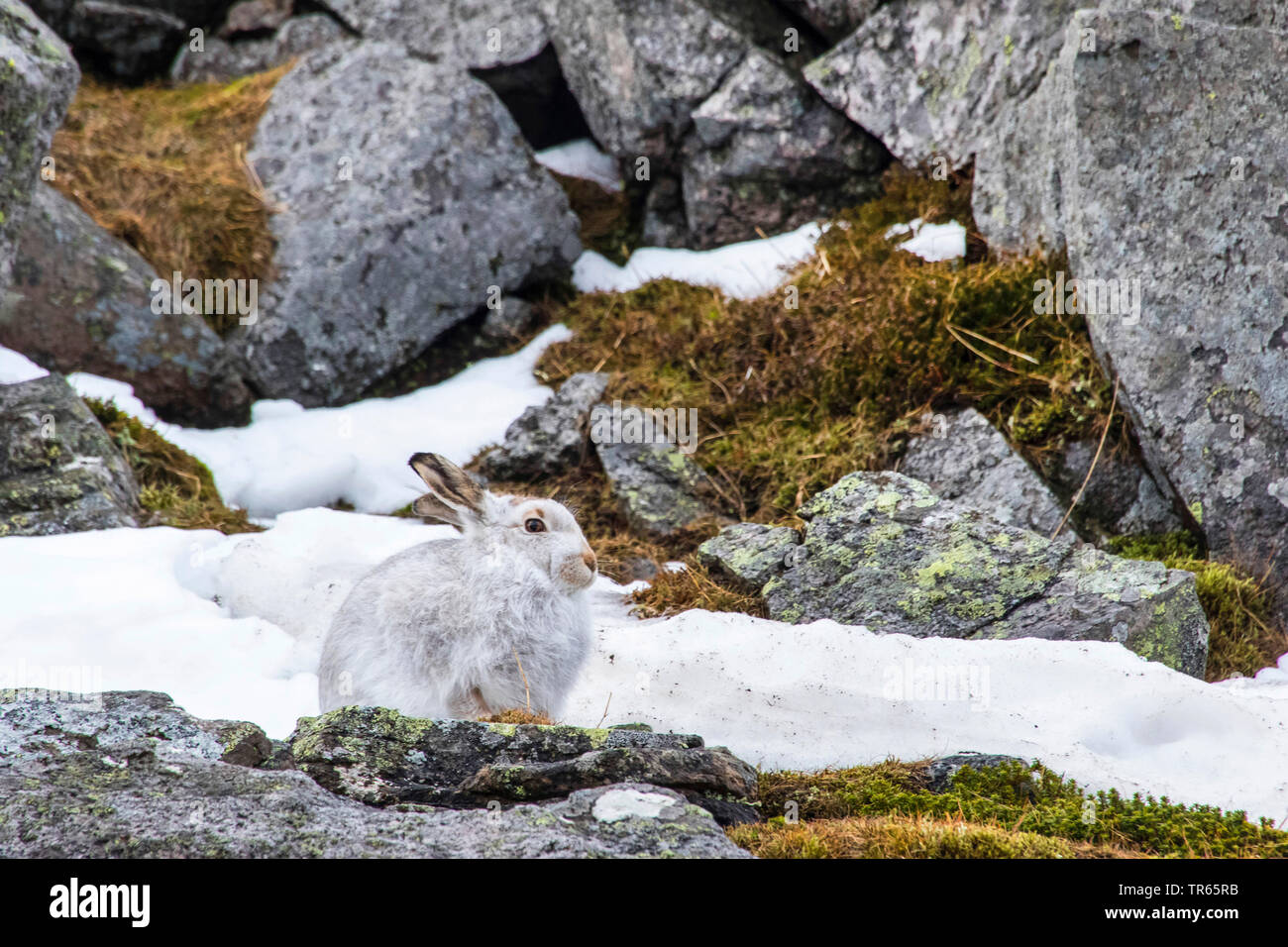 Scottish blue hare, mountain hare, white hare, Eurasian Arctic hare (Lepus timidus scotticus, Lepus scotticus), sitting between rocks in the snow, side view, United Kingdom, Scotland, Cairngorms National Park, Aviemore Stock Photo