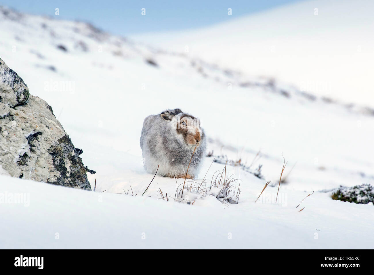 Scottish blue hare, mountain hare, white hare, Eurasian Arctic hare (Lepus timidus scotticus, Lepus scotticus), sitting in the snow, front view, United Kingdom, Scotland, Cairngorms National Park, Aviemore Stock Photo