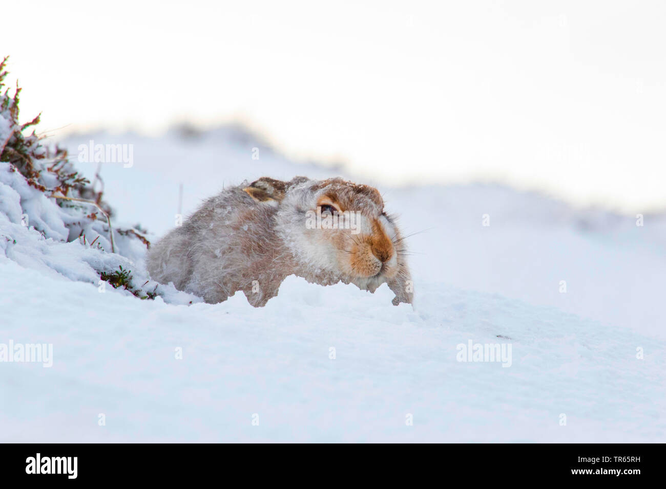 Scottish blue hare, mountain hare, white hare, Eurasian Arctic hare (Lepus timidus scotticus, Lepus scotticus), sitting in the snow, United Kingdom, Scotland, Cairngorms National Park, Aviemore Stock Photo