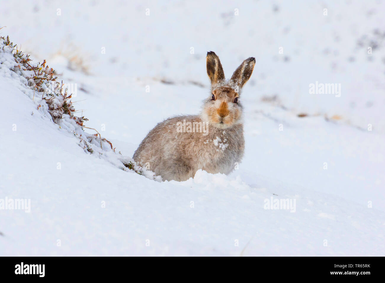Scottish blue hare, mountain hare, white hare, Eurasian Arctic hare (Lepus timidus scotticus, Lepus scotticus), sitting in the snow, United Kingdom, Scotland, Cairngorms National Park, Aviemore Stock Photo