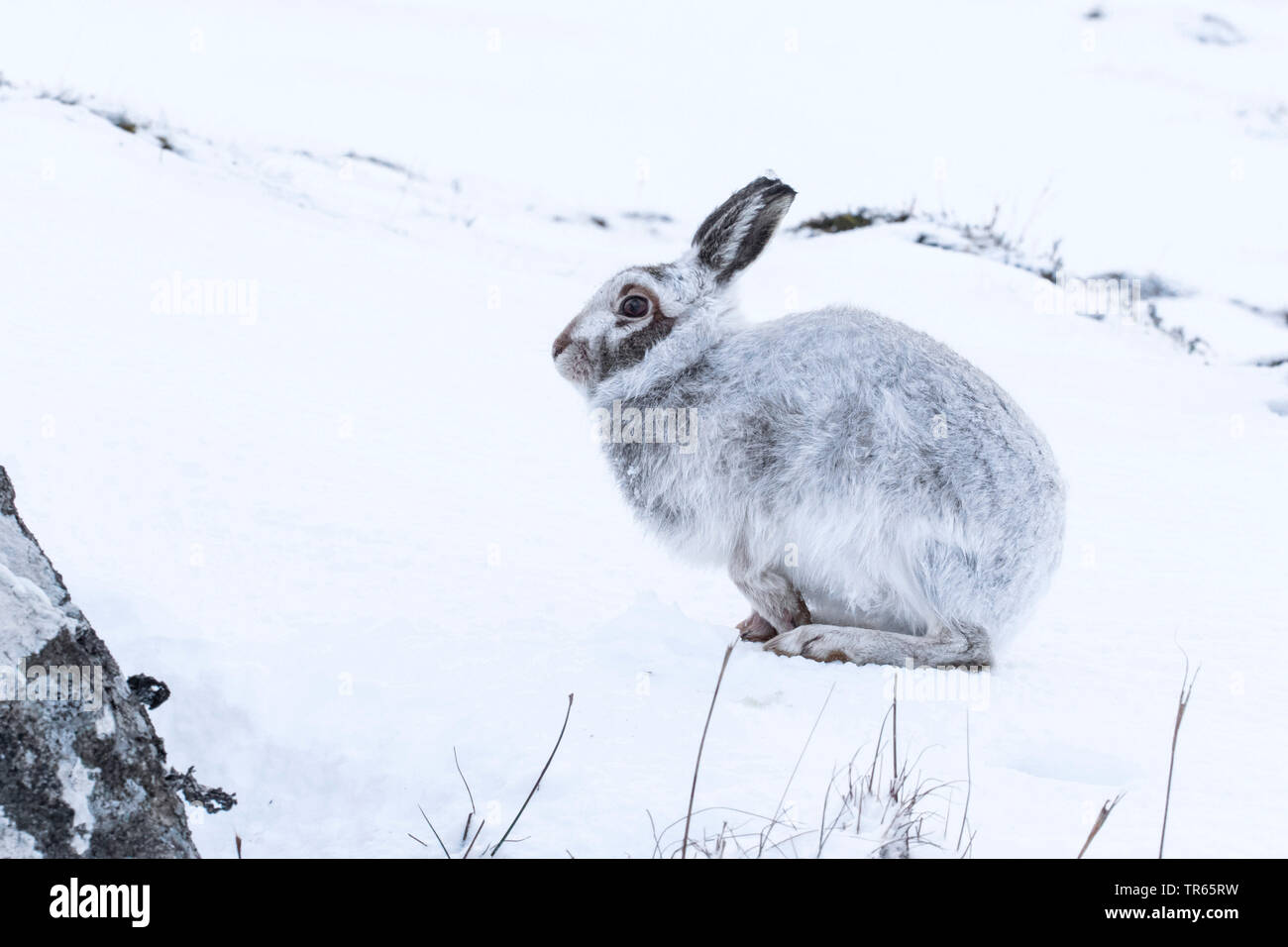 Scottish blue hare, mountain hare, white hare, Eurasian Arctic hare (Lepus timidus scotticus, Lepus scotticus), sitting in the snow, side view, United Kingdom, Scotland, Cairngorms National Park, Aviemore Stock Photo