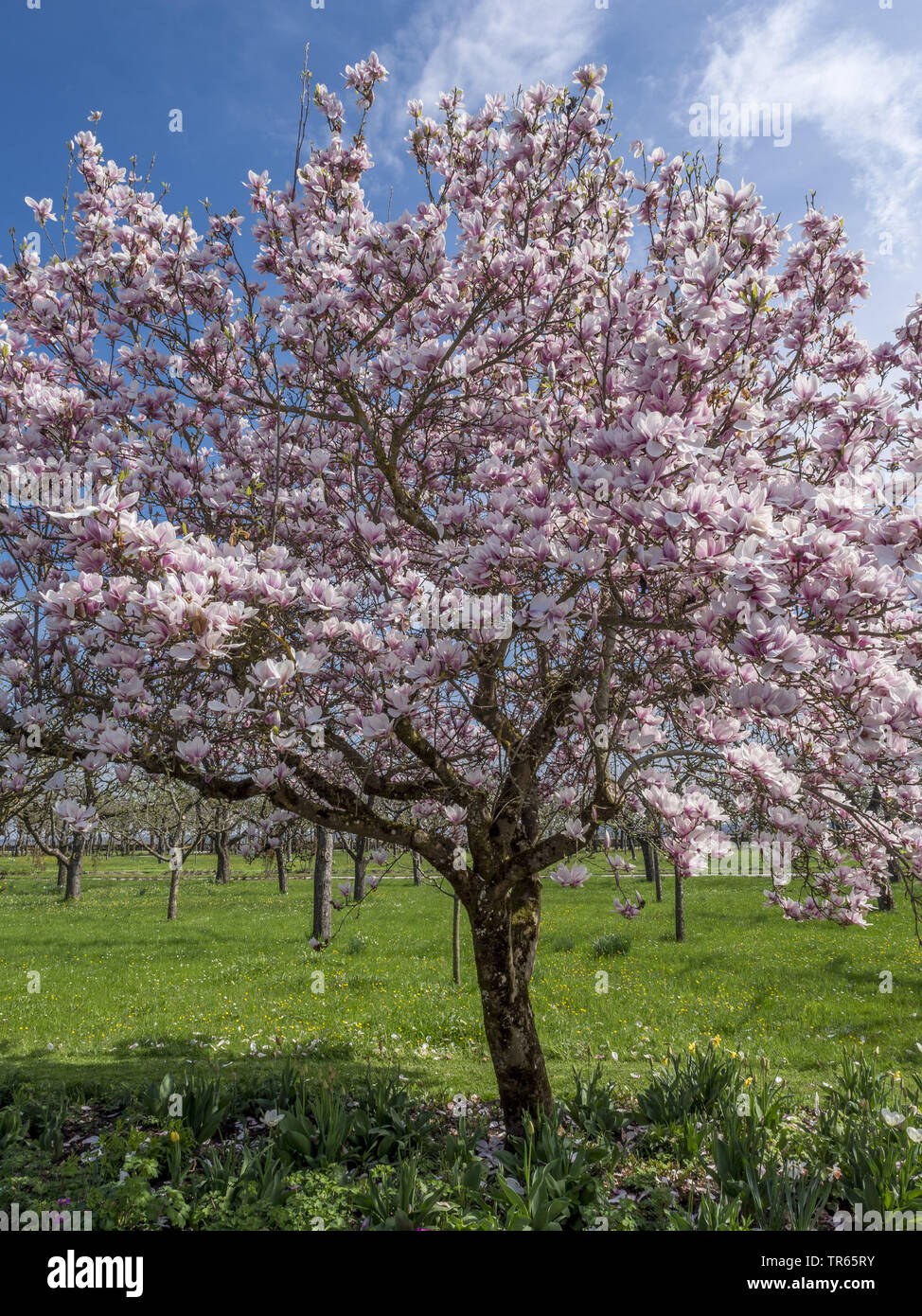 saucer magnolia (Magnolia x soulangiana, Magnolia soulangiana, Magnolia x soulangeana, Magnolia soulangeana), blooming tree, Germany, Bavaria, Oberbayern, Upper Bavaria Stock Photo