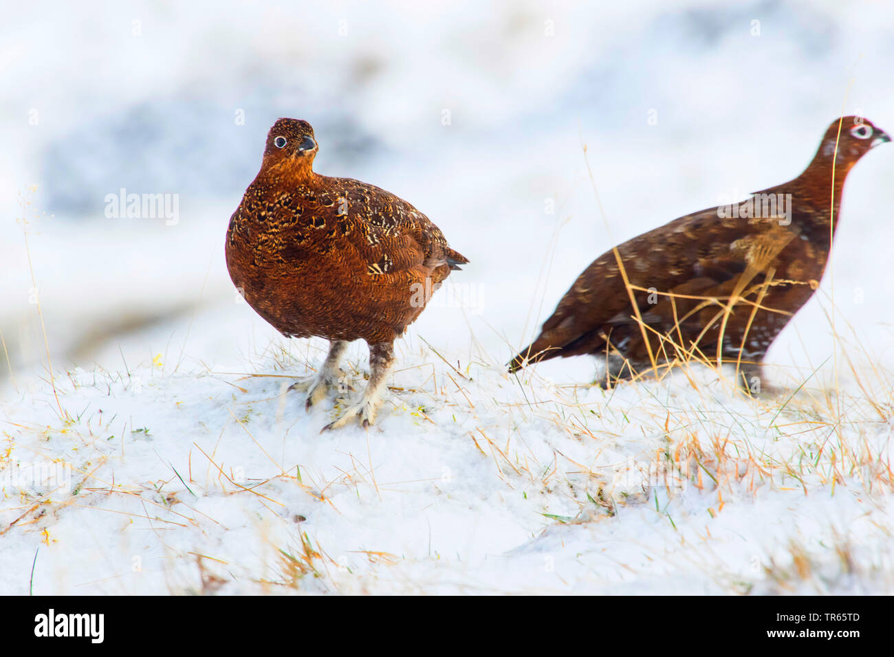 Red grouse (Lagopus lagopus scoticus), two red grouses in wintry surrounding in the snow, United Kingdom, Scotland, Cairngorms National Park, Aviemore Stock Photo
