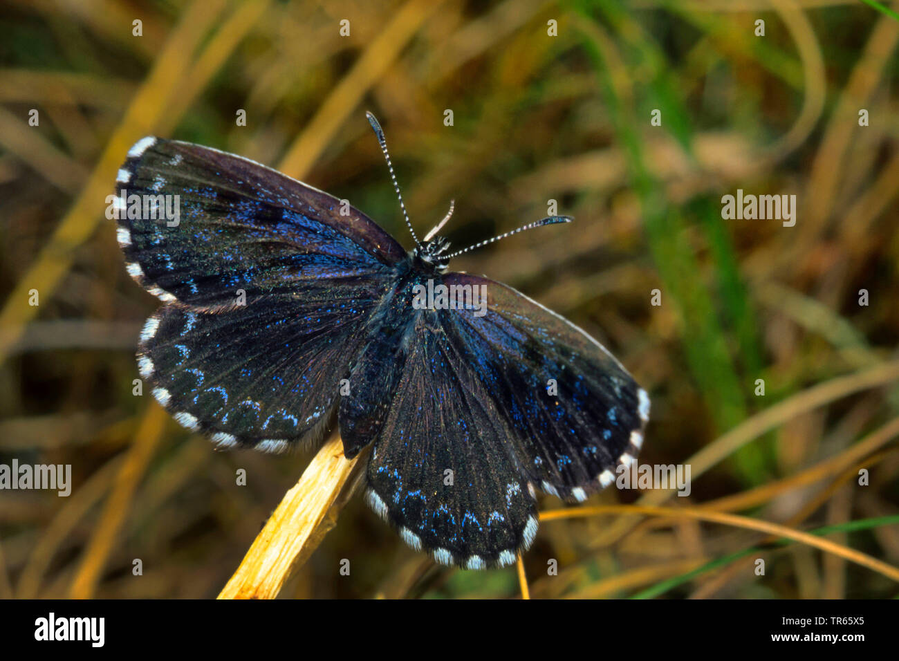 chequered blue (Scolitantides orion, Scolitantides ultraornata), imago with open wings, view from above, Germany Stock Photo