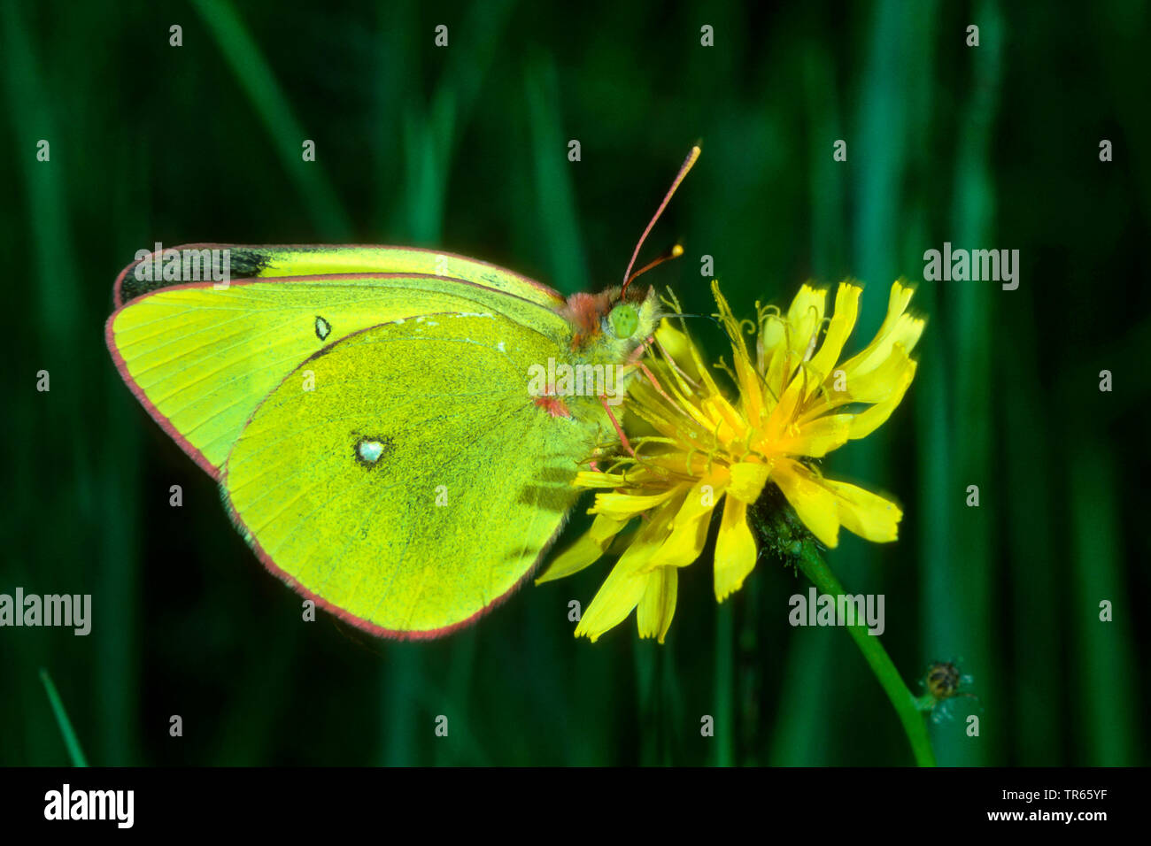 Moorland clouded yellow (Colias palaeno), sitting on a yellow composite, side view, Germany Stock Photo