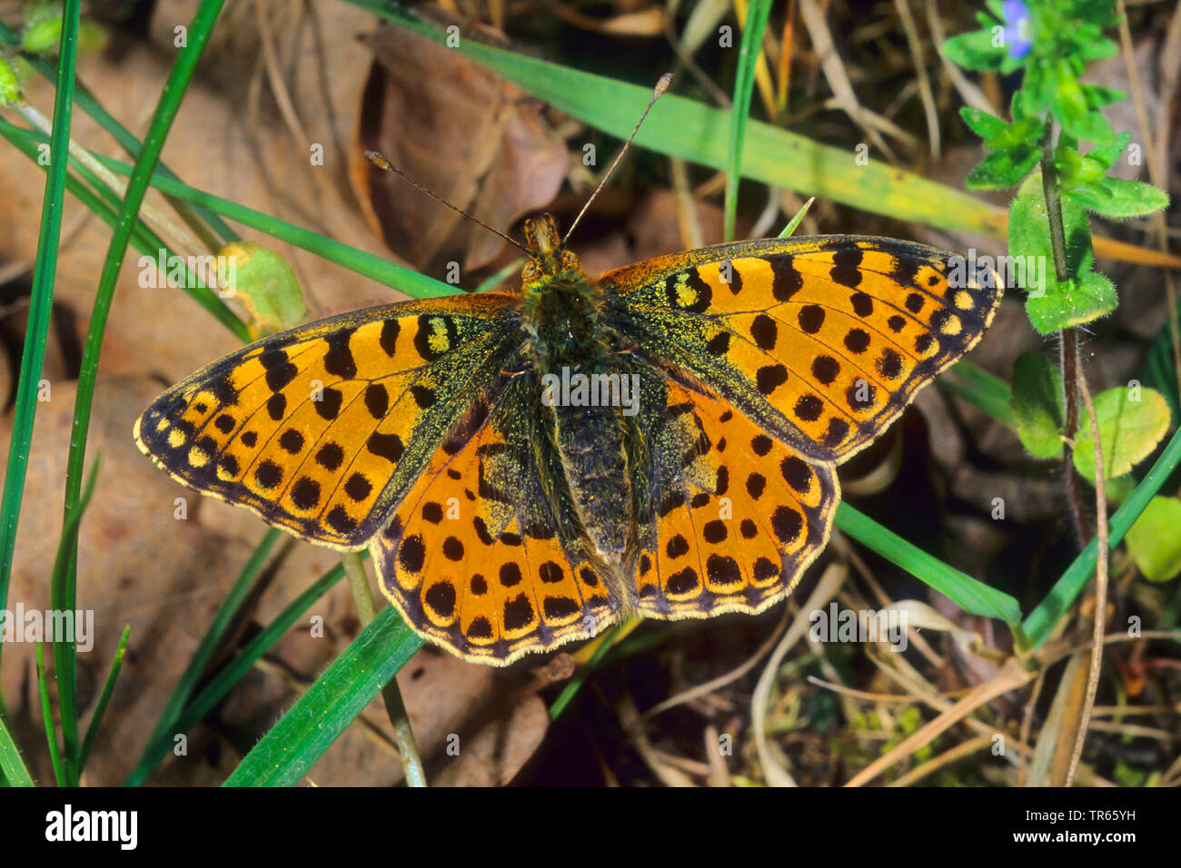 Queen of Spain fritillary (Argynnis lathonia, Issoria lathonia), female with opened wings, view from above, Germany Stock Photo