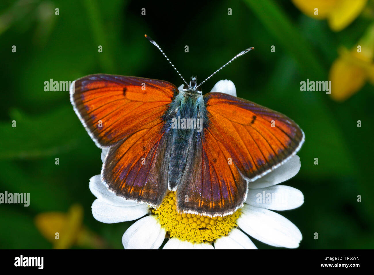 purple-edged copper (Lycaena hippothoe, Palaeochrysophanus hippothoe), male sitting on a white blossom, view from above, Germany Stock Photo