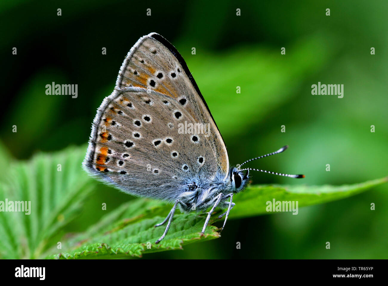 purple-edged copper (Lycaena hippothoe, Palaeochrysophanus hippothoe), sitting with folded wings on a leaf, side view, Germany Stock Photo