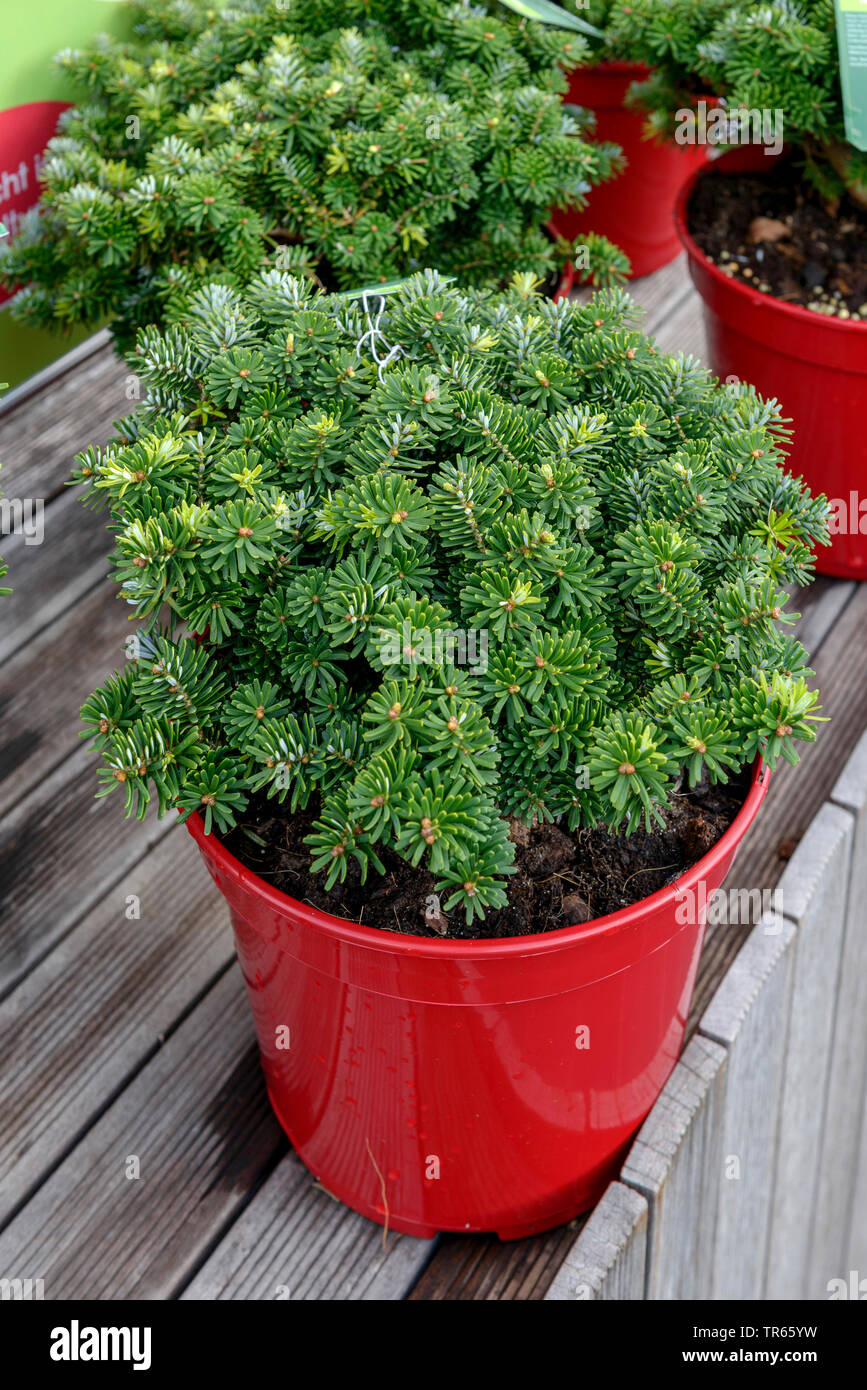 Korean fir (Abies koreana 'Brillant', Abies koreana Brillant), cultivar Brillant in a container, Germany, Lower Saxony Stock Photo