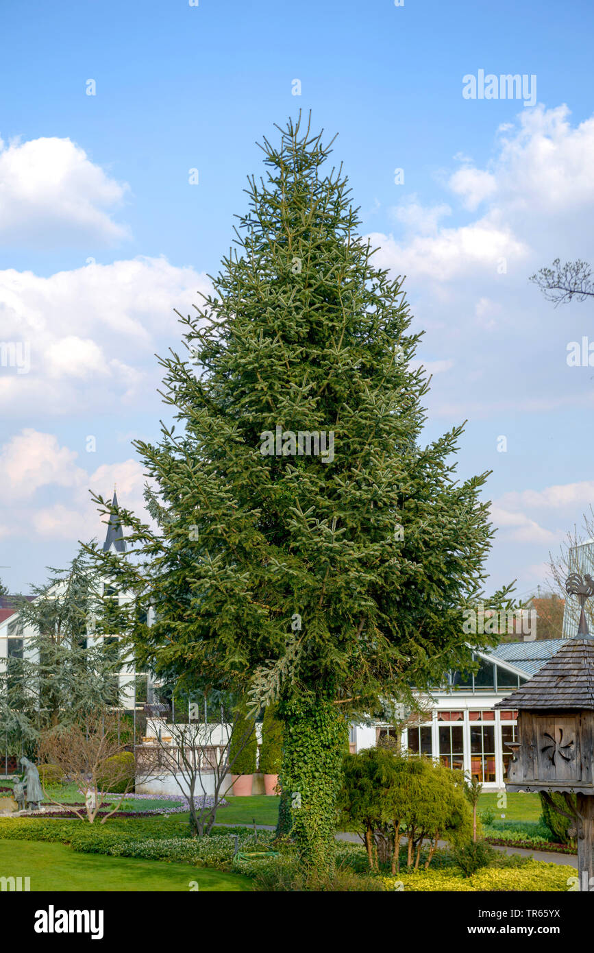 Veitch's fir, Veitch's silver-fir (Abies veitchii), in a Park Stock Photo