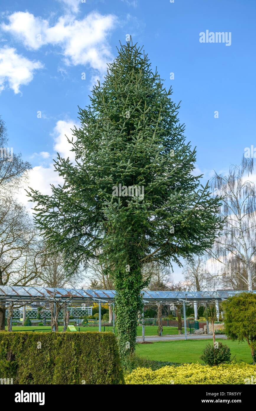 Veitch's fir, Veitch's silver-fir (Abies veitchii), in a Park Stock Photo