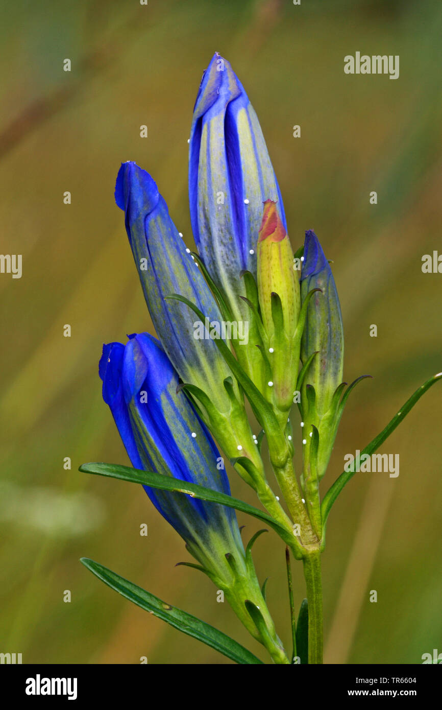 Alcon blue, Alcon large blue (Phengaris alcon, Maculinea alcon, Glaucopsyche alcon), eggs on flowers of Marsh gentian, Germany Stock Photo
