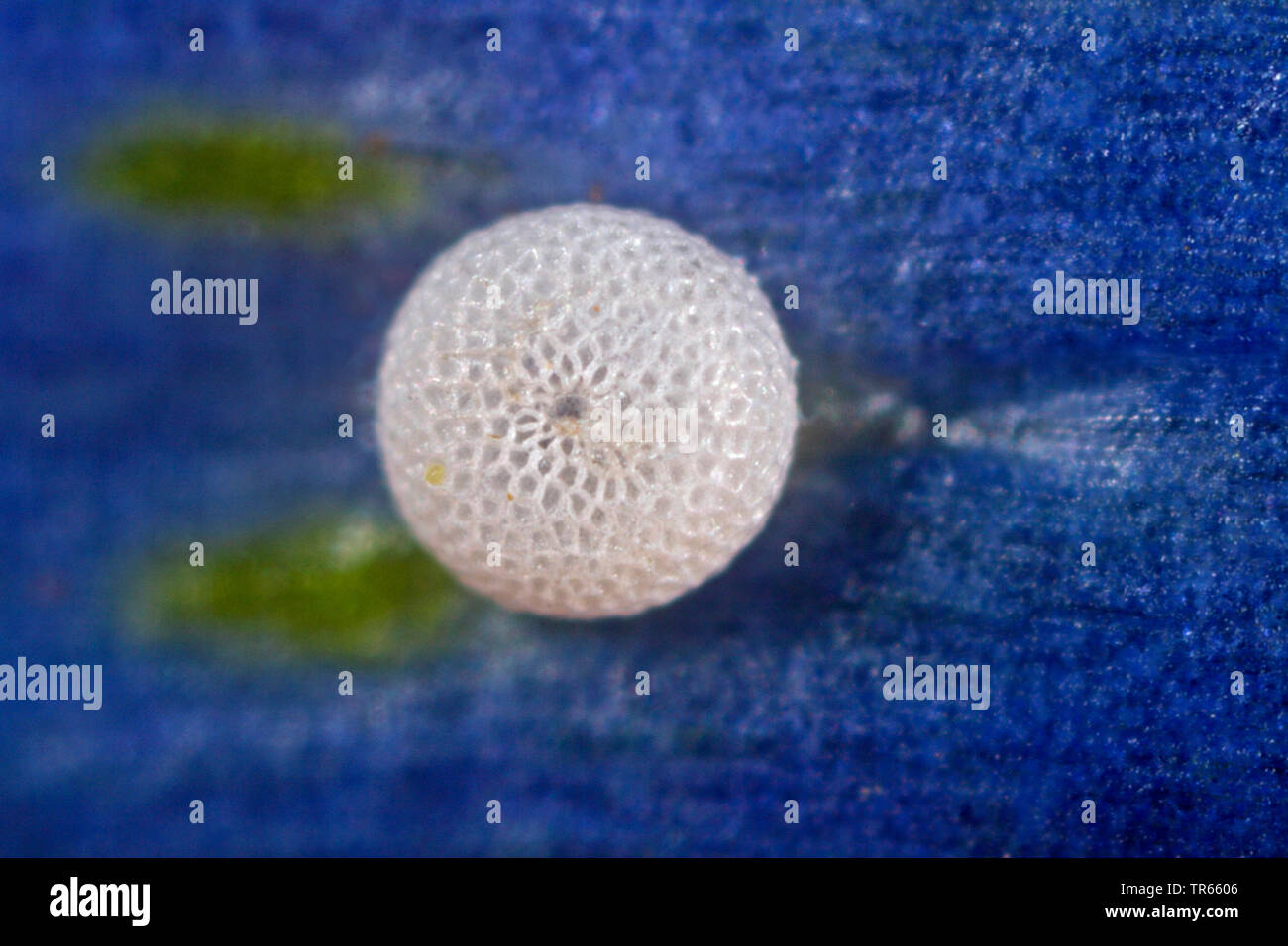 Alcon blue, Alcon large blue (Phengaris alcon, Maculinea alcon, Glaucopsyche alcon), egg on flower of Marsh gentian, Germany Stock Photo