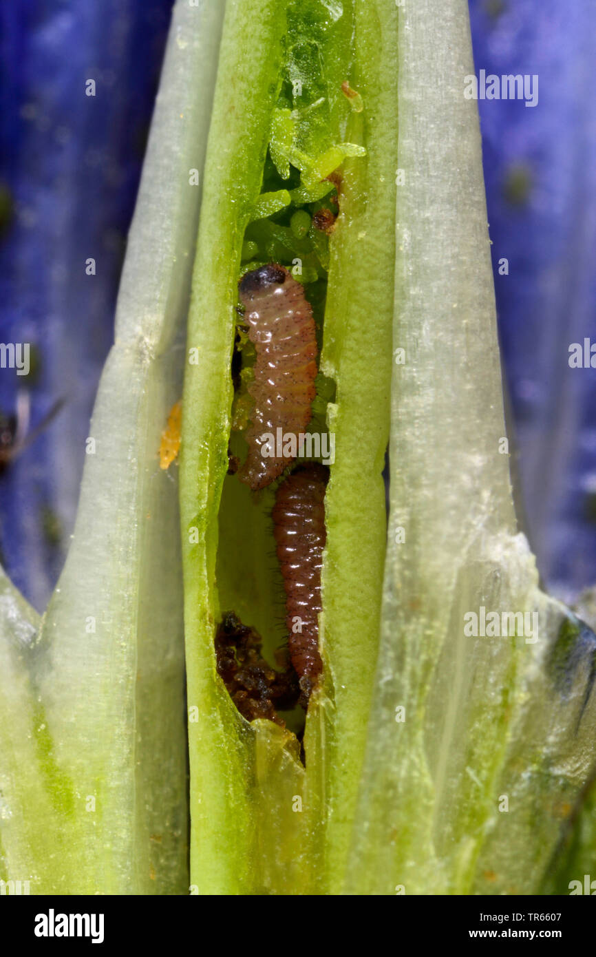 Common Blue Butterfly Caterpillar