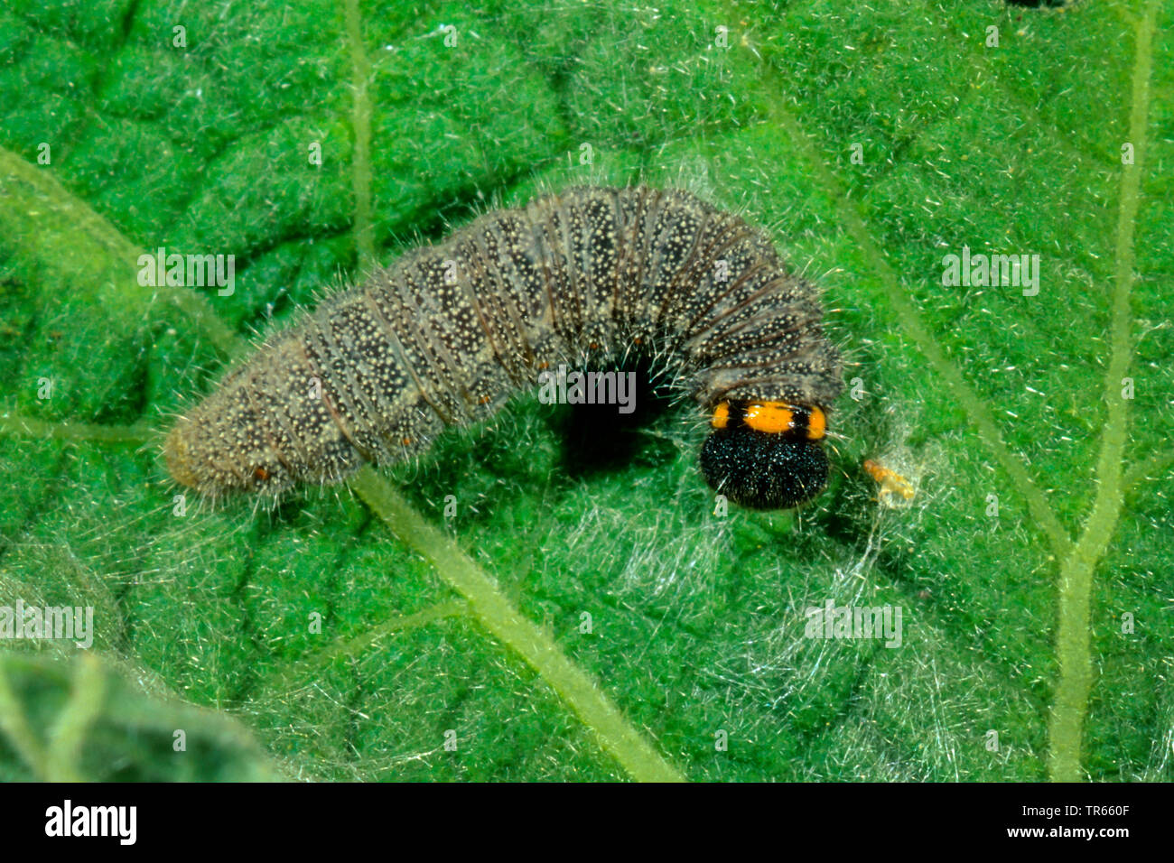 mallow skipper (Carcharodus alceae), caterpillar on a leaf, view from above, Germany Stock Photo