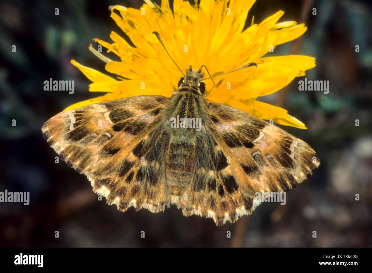 mallow skipper (Carcharodus alceae), sitting on a yellow composite flower, view from above, Germany Stock Photo
