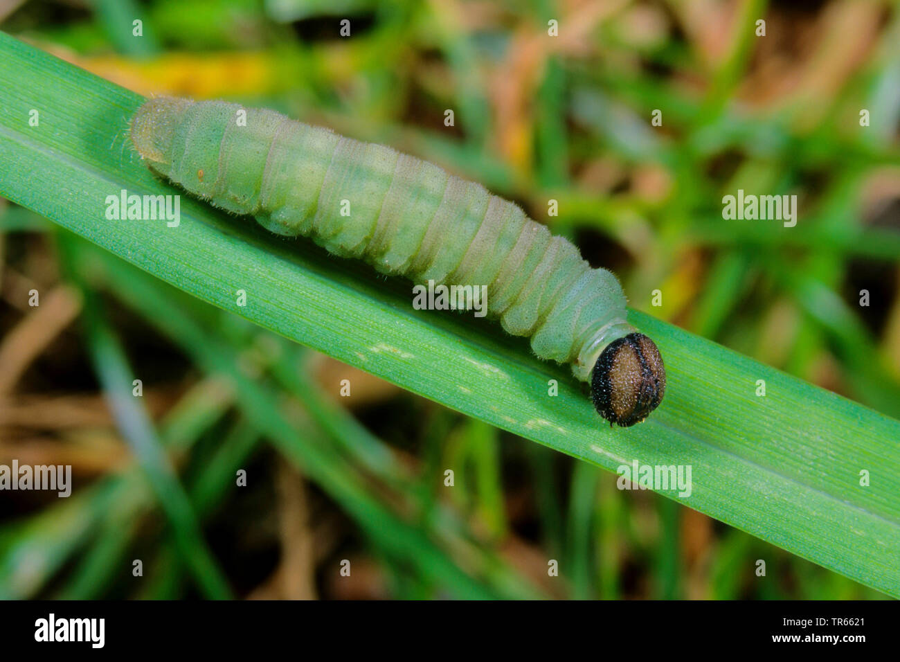 Large skipper (Ochlodes venatus, Ochlodes venata, Ochlodes sylvanus), caterpillar on a blade of grass, side view, Germany Stock Photo