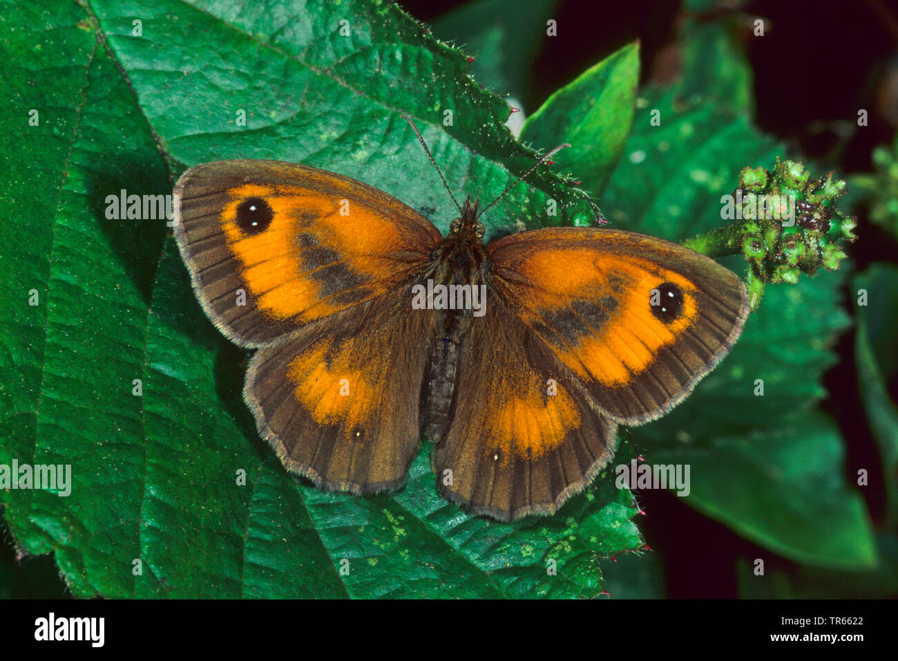 gatekeeper, hedge brown (Pyronia tithonus, Maniola tithonus), male sitting with opened wings on a leaf, view from above, Germany Stock Photo