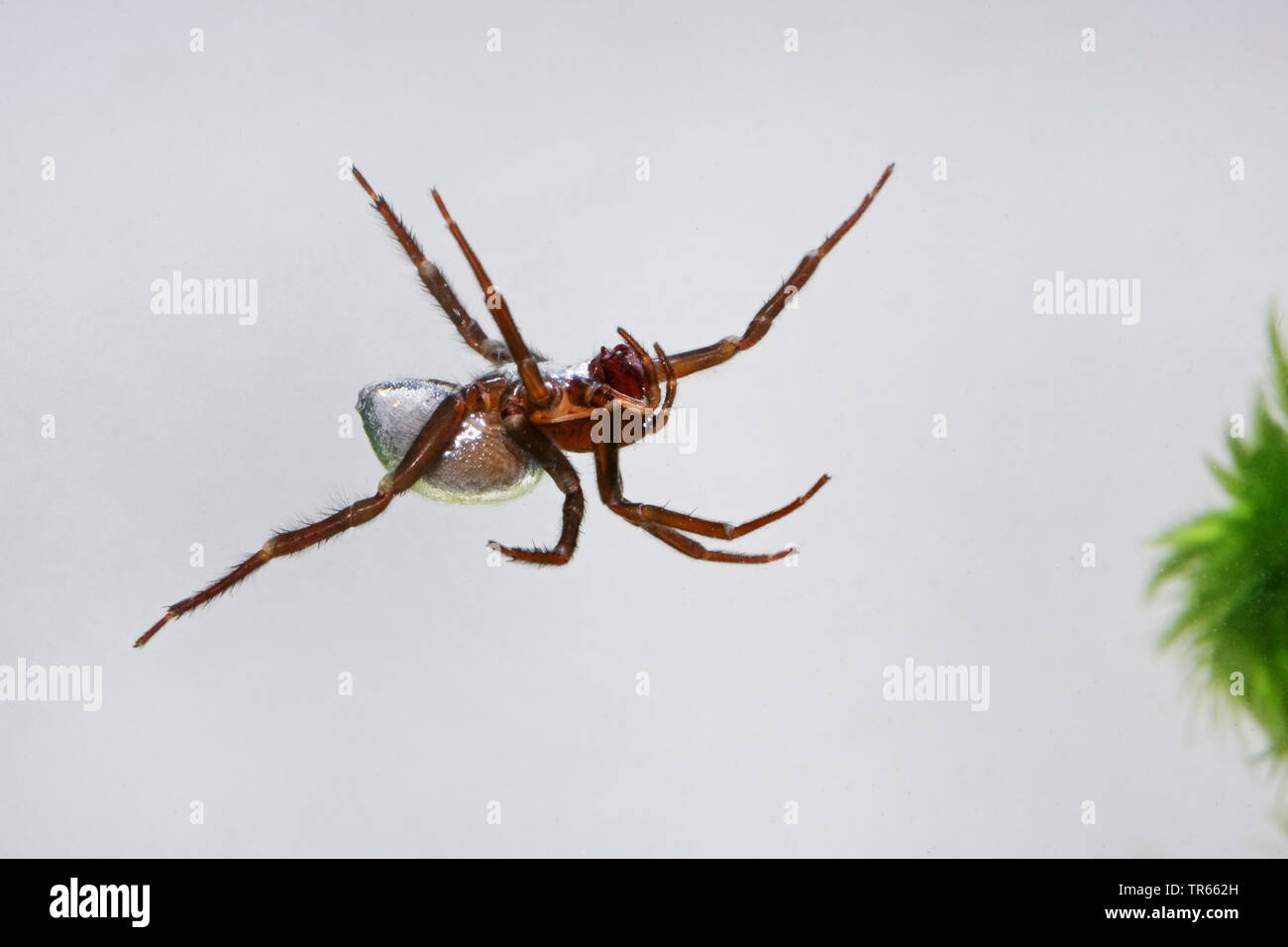 European water spider (Argyroneta aquatica), transporting an air bubble under water , Germany Stock Photo