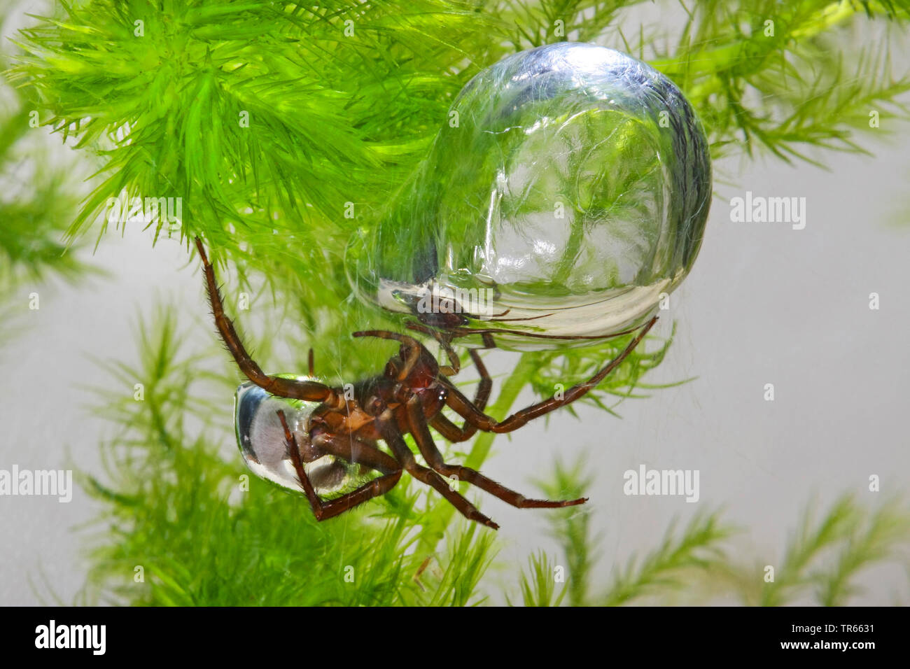 European water spider (Argyroneta aquatica), with diving bell, air bubble under water, Germany Stock Photo