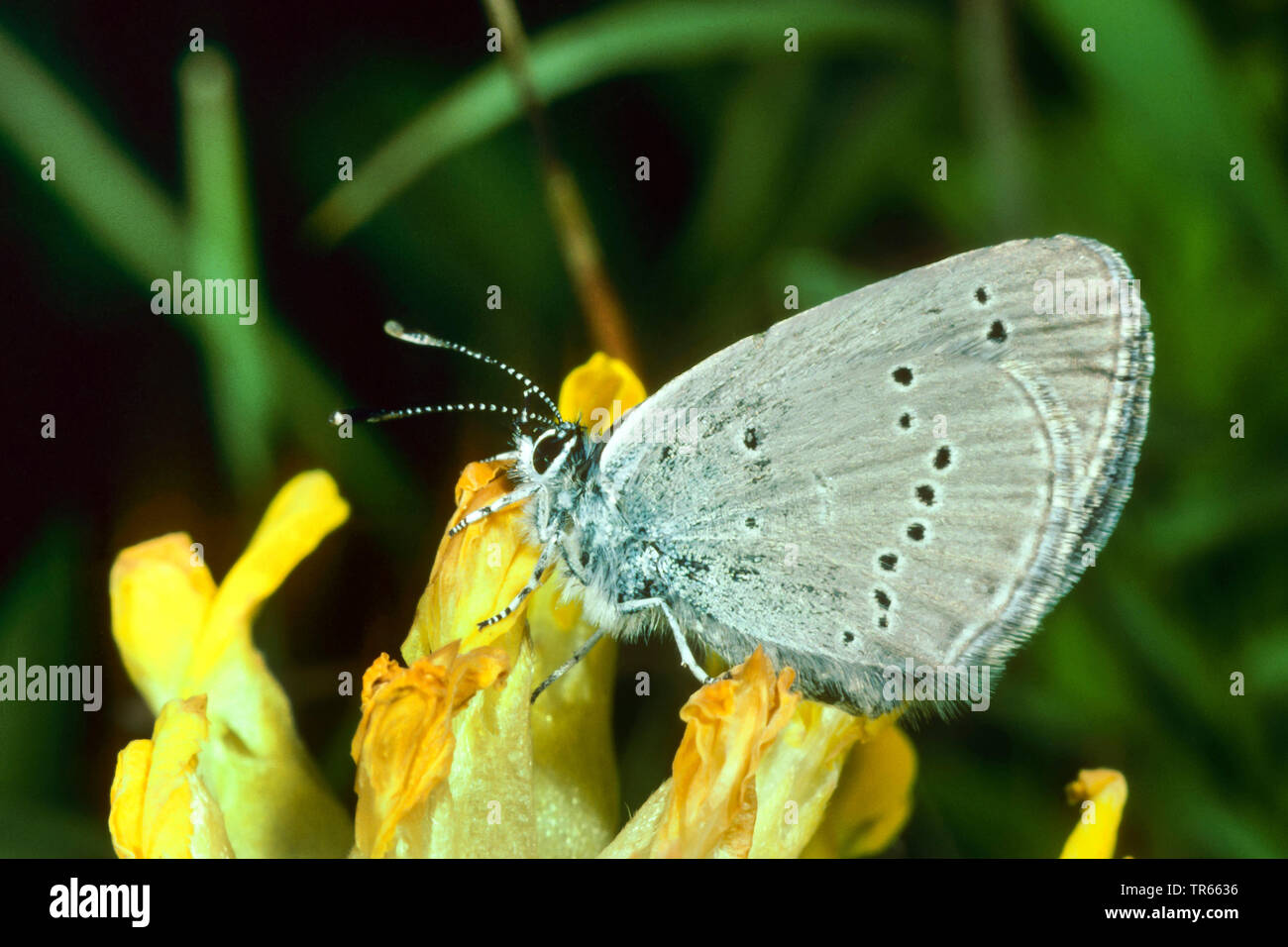 small blue (Cupido minimus), at a blossom of kidney-vetch, Germany Stock Photo