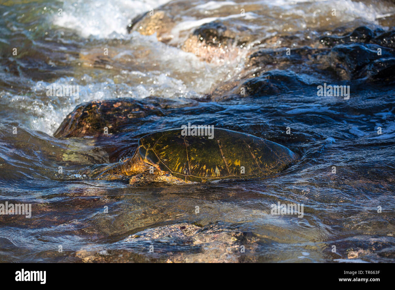 green turtle, rock turtle, meat turtle (Chelonia mydas), feeding algae in the surf zone from laval rocks, USA, Hawaii, Maui, Kihei Stock Photo