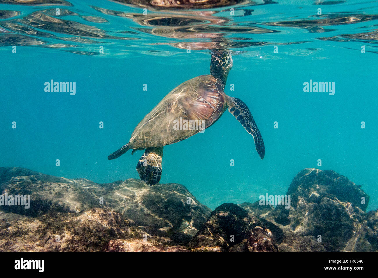 green turtle, rock turtle, meat turtle (Chelonia mydas), swimming meat turtle taking breath at the water surface, USA, Hawaii, Kamaole Beach Park II, Kihei Stock Photo