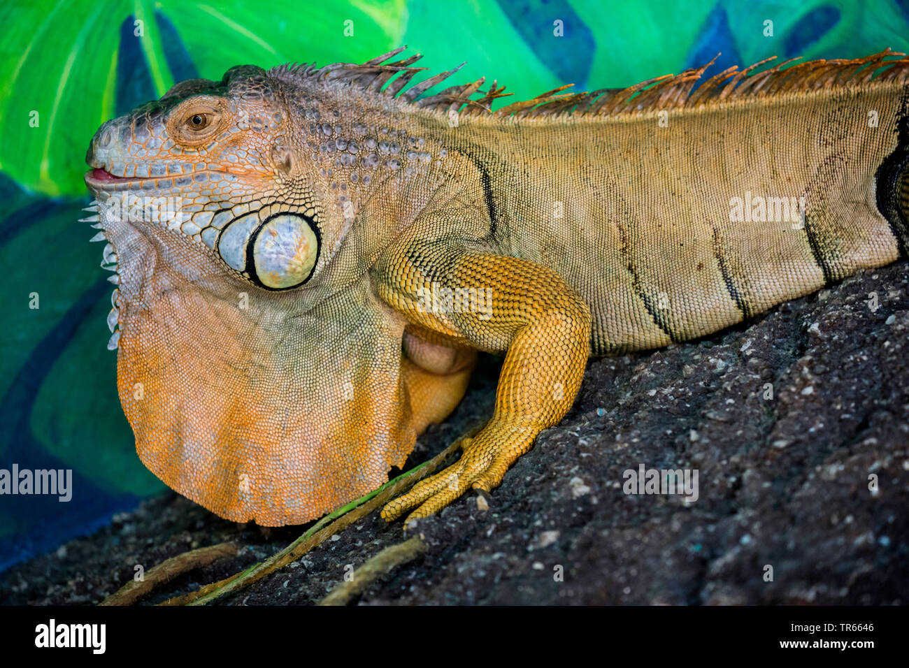 green iguana, common iguana (Iguana iguana), half-length portrait, side view, USA, Arizona Stock Photo