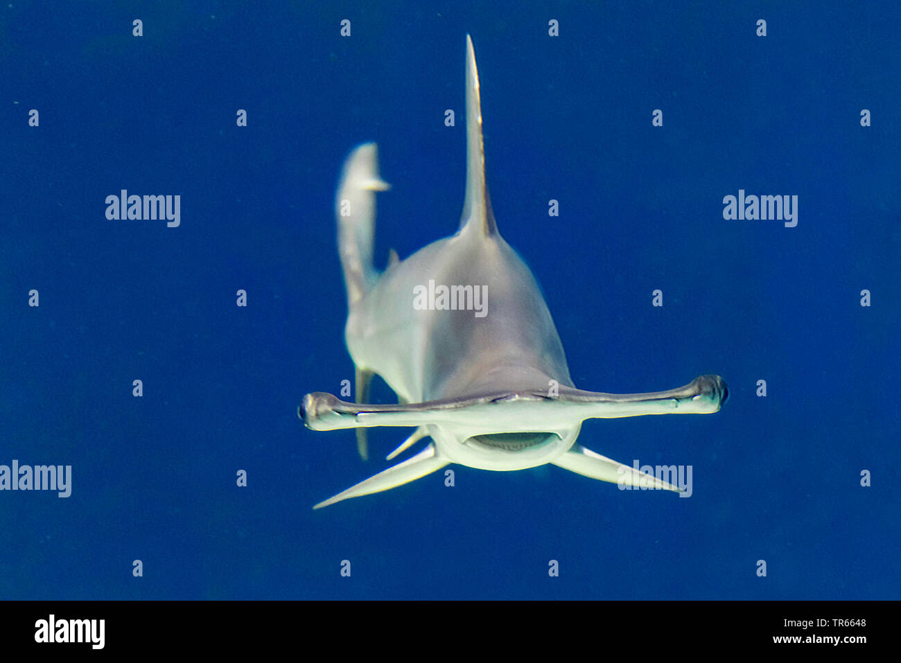 Scalloped hammerhead shark (Sphyrna lewini), swimming, front view, USA, Arizona Stock Photo