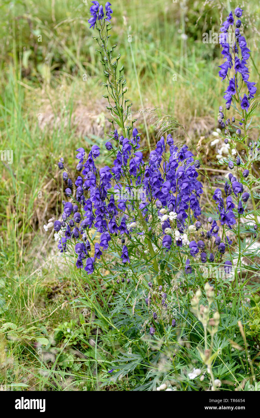 Aconitum tauricum (Aconitum tauricum), blooming, Austria, Hohe Tauern National Park Stock Photo