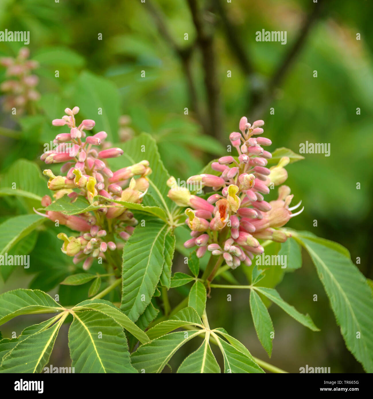 red buckeye (Aesculus pavia 'Koehnei', Aesculus pavia Koehnei), inflorescences of cultivar Koehnei, Silesia, Lower Silesia Stock Photo