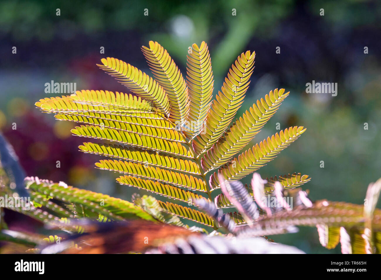 Silk Tree, Pink Siris (Albizia julibrissin 'Summer Chocolate', Albizia julibrissin Summer Chocolate), leaf of cultivar Summer Chocolate Stock Photo