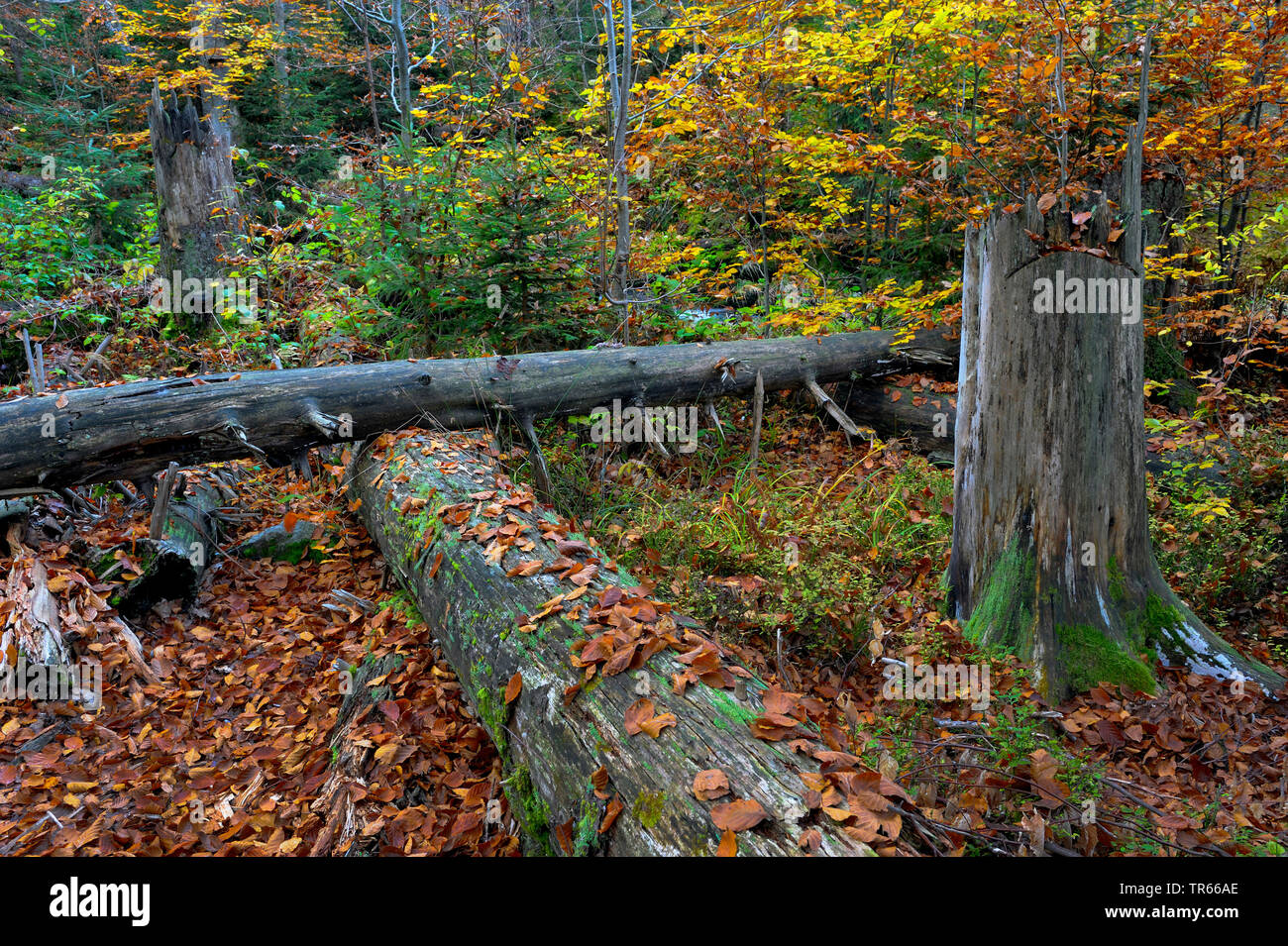 dead spruces in a beech forest in autumn, Germany, Bavaria, Bavarian Forest National Park, Waldhaeuser Stock Photo