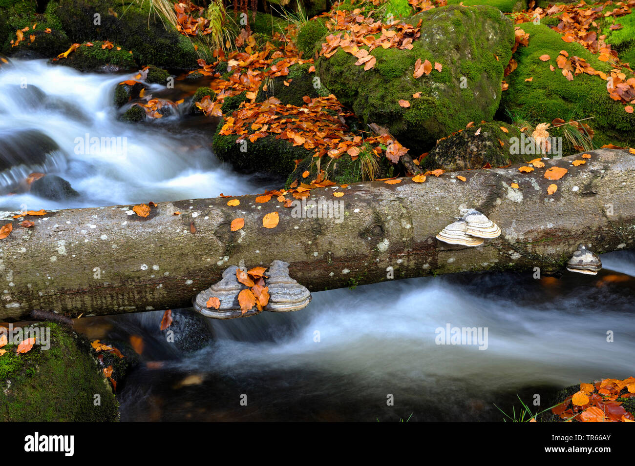 tree fungi on beech tree trunk over a creek in autumnal forest, Kleine Ohe, Germany, Bavaria, Bavarian Forest National Park, Waldhaeuser Stock Photo