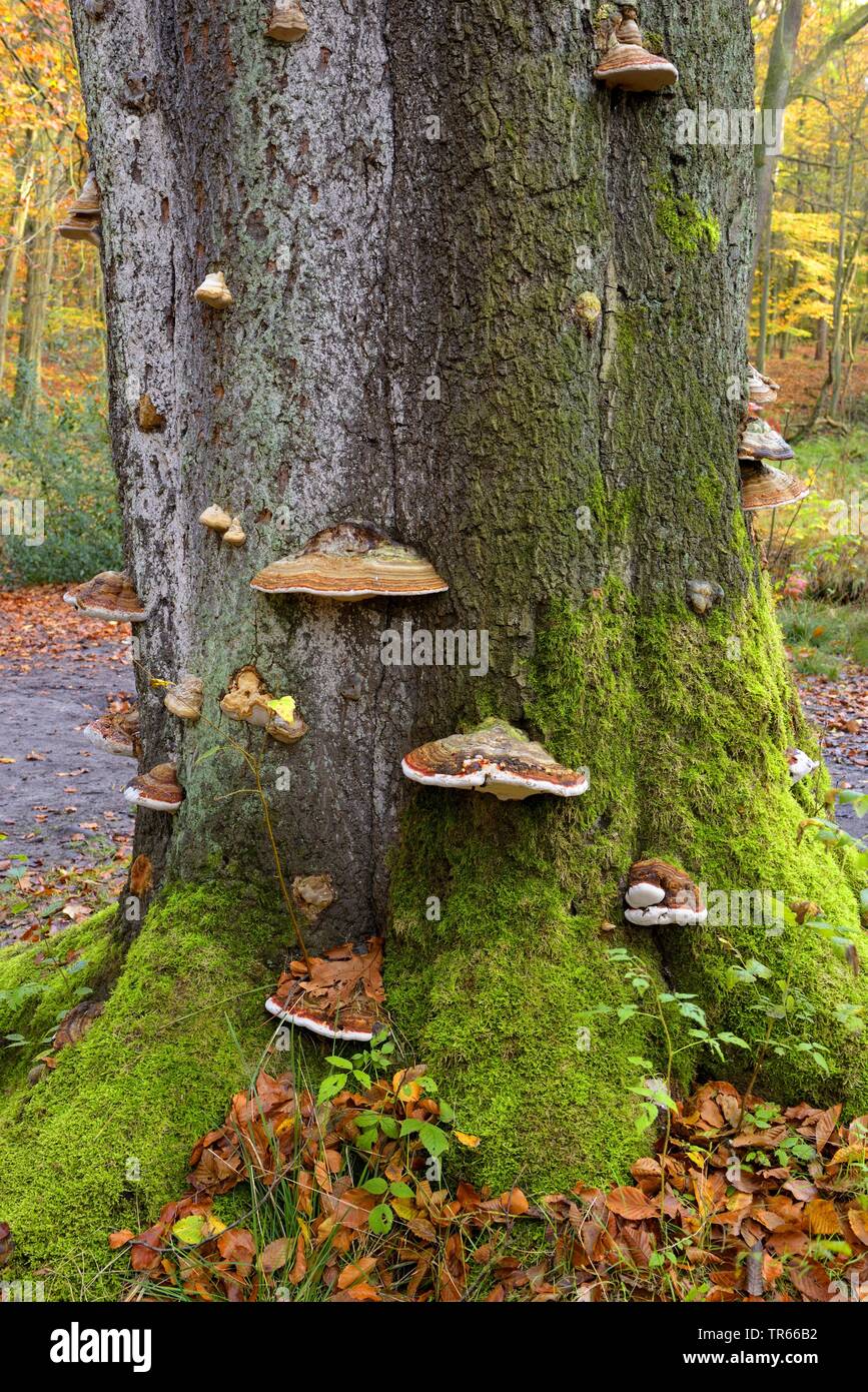 common beech (Fagus sylvatica), tree fungi at a dead beech tree trunk, , Germany, North Rhine-Westphalia, Ruhr Area, Oberhausen Stock Photo