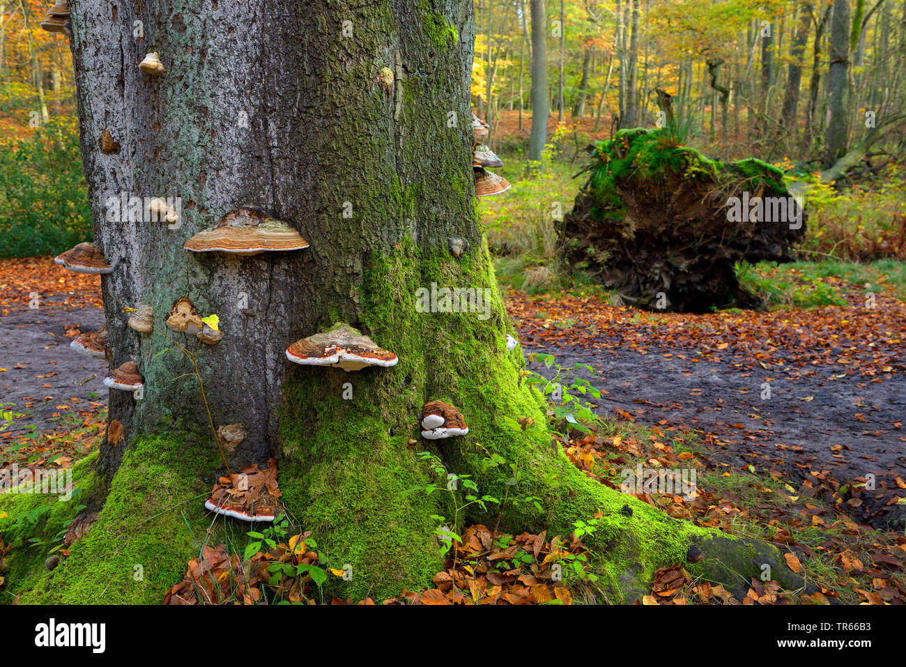 common beech (Fagus sylvatica), tree fungi at a dead beech tree trunk, , Germany, North Rhine-Westphalia, Ruhr Area, Oberhausen Stock Photo