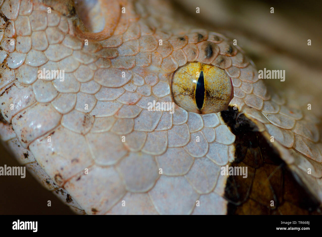 Western Gaboon viper (Bitis gabonica rhinoceros, Bitis rhinoceros), snake eye, detail, Africa Stock Photo