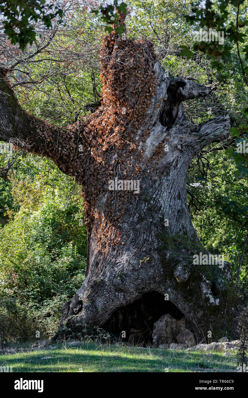 Downy Oak (Quercus pubescens), old oak tree of Sv. Petar, Croatia, Cres Stock Photo