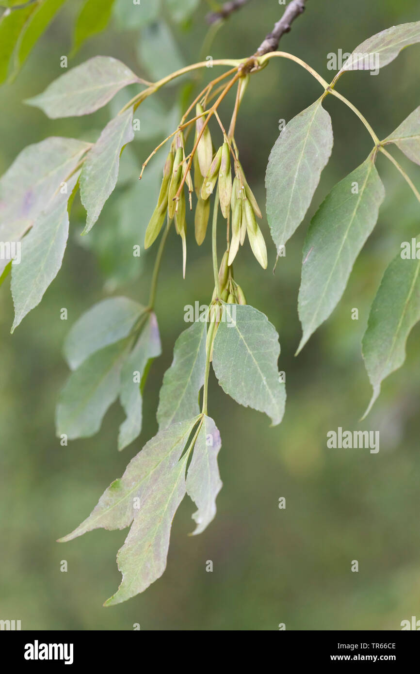 manna ash (Fraxinus ornus), branch with fruits, Italy, South Tyrol Stock Photo