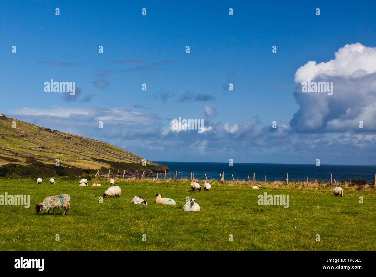 Sheep on a pasture at the coast, Ireland, Ring of Kerry, Dingle Peninsula Stock Photo